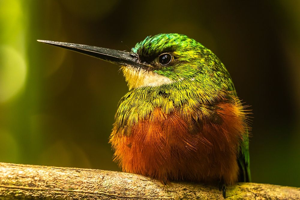Caribbean-Tobago Rufous-tailed jacamar bird on limb